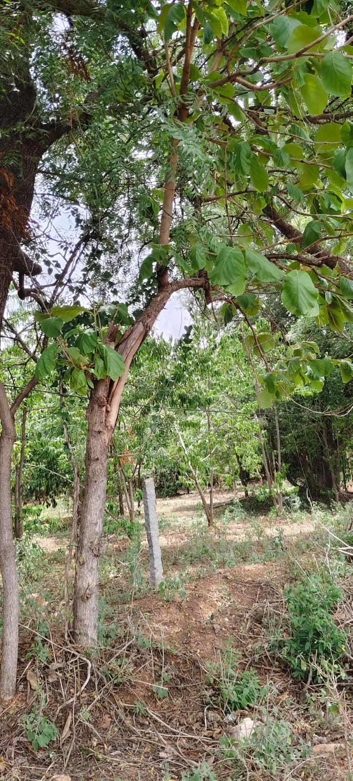 RVK – Hagaribommanahalli Gokulam Field Trip to Nandipur - A Day of Learning in Nature (8)